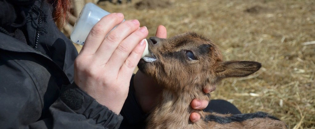 goat-490986_1280-1024x677